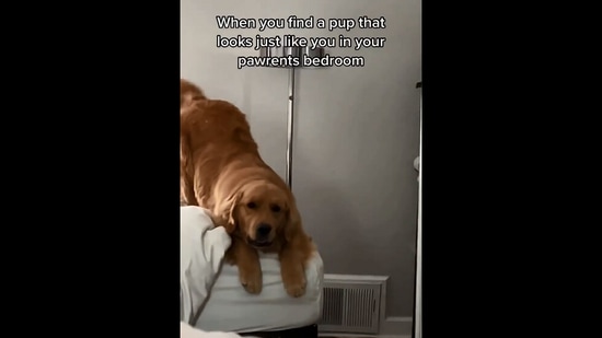 Dog believes an 'intruder' is in the room, barks at it. Video shows the  truth