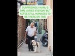 A screengrab of the video that shows a dog getting excited to meet his human when he comes home. (a_windy_soul/Instagram) A screengrab of the video that shows a dog getting excited to meet his human when he comes home. (a_windy_soul/Instagram)
