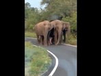 A screengrab of the video off a herd of elephants walking with a tiny baby on the road. (@susantananda3/Twitter ) A screengrab of the video off a herd of elephants walking with a tiny baby on the road. (@susantananda3/Twitter )