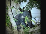 The image shows the bear on top of a tea at a police station on Florida.