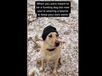 A screengrab of the video of a dog wearing a beanie. (dexterthebalancingdog/Instagram) A screengrab of the video of a dog wearing a beanie. (dexterthebalancingdog/Instagram)