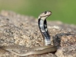 Indian cobra(Surya Prakash) Indian cobra(Surya Prakash)