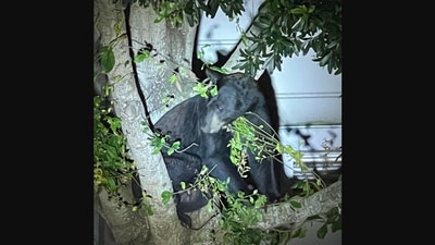 The image shows the bear on top of a tea at a police station on Florida. (Facebook/Martin County Sheriff's Office)