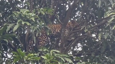 The image, taken from the Twitter video, shows a leopard perched atop a tree. (Twitter/@ParveenKaswan)