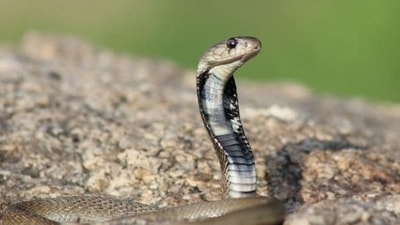 Indian cobra (Surya Prakash)