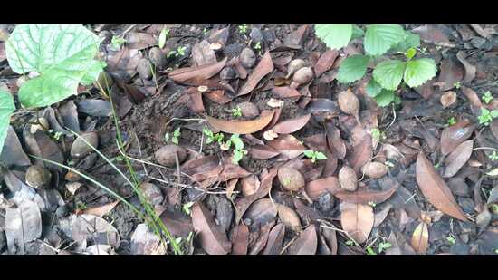 Such high levels of air pollution, the study suggests, are contributing to the woes of chikoo farmers in the region