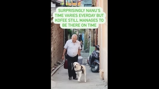 A screengrab of the video that shows a dog getting excited to meet his human when he comes home.&nbsp;(a_windy_soul/Instagram)