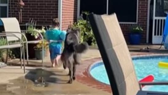 The dog tries to stand between the little kid in the pool so that she can protect them.&nbsp;(Instagram/@harborhowls)