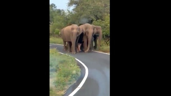 A screengrab of the video off a herd of elephants walking with a tiny baby on the road. (@susantananda3/Twitter ) A screengrab of the video off a herd of elephants walking with a tiny baby on the road. (@susantananda3/Twitter )
