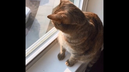 The image, taken from the Instagram video, shows the cat looking out of a window.(Instagram/@therealbroccolicat)