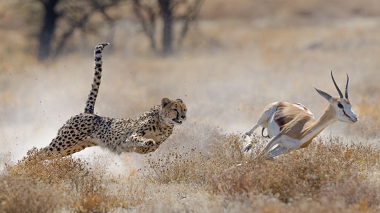 Unveiling the cheetah plan, Union minister for environment, forest and climate change, Bhupender Yadav said that “Project Cheetah aims to bring back independent India’s only extinct large mammal – the cheetah.&nbsp;(Shutterstock)
