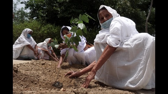 Widows planting saplings in an ashram in Vrindavan. (Sourced) Widows planting saplings in an ashram in Vrindavan. (Sourced)
