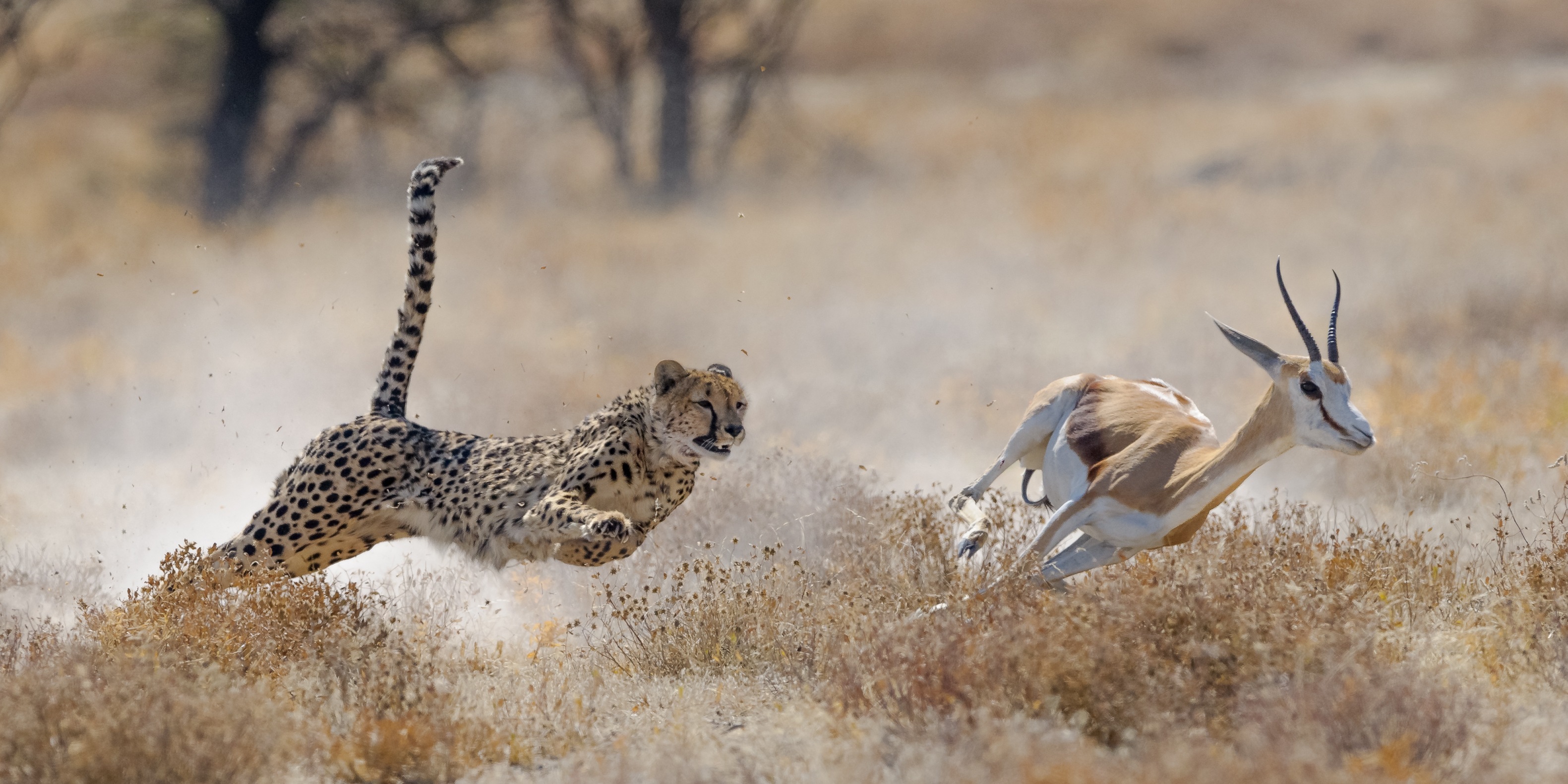 Unveiling the cheetah plan, Union minister for environment, forest and climate change, Bhupender Yadav said that “Project Cheetah aims to bring back independent India’s only extinct large mammal – the cheetah.&nbsp; (Shutterstock)