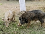 Pig farming (HT Photo)
