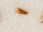 Cockroaches which were fed moon dust from the 1969 Apollo 11 mission.(AP) Cockroaches which were fed moon dust from the 1969 Apollo 11 mission.(AP)