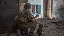 Um membro do serviço ucraniano com um cachorro observa na área industrial da cidade de Sievierodonetsk, enquanto o ataque da Rússia à Ucrânia continua.  (imagem do arquivo)