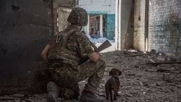 A Ukrainian service member with a dog observes in the industrial area of the city of Sievierodonetsk, as Russia's attack on Ukraine continues. (File image)