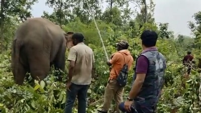 The image, taken from the Twitter video, shows the forest officials treating the elephant. (Twitter/@susantananda3)