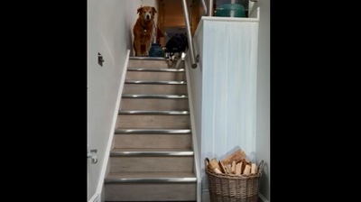 The image, taken from the Reddit video, shows the visually impaired dog getting down the stairs. (Reddit/@fernincornwall)