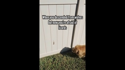The image, showcasing the dog and the lizard, is taken from the video posted on Instagram. (Instagram/@goldengirl_xena) The image, showcasing the dog and the lizard, is taken from the video posted on Instagram. (Instagram/@goldengirl_xena)