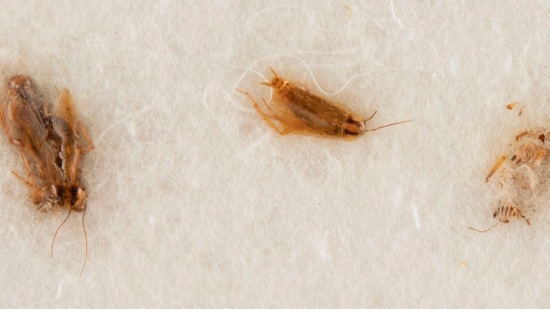 Cockroaches which were fed moon dust from the 1969 Apollo 11 mission.(AP) Cockroaches which were fed moon dust from the 1969 Apollo 11 mission.(AP)