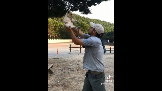 The image, taken from the Twitter video, show the lion cub that may remind &nbsp;you of Simba from Disney's iconic The Lion King.(Instagram/@safariaitana)