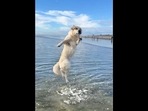 The image from the viral video shows the Golden Retriever dog named Lady. (Instagram/@ladyandtheblues) The image from the viral video shows the Golden Retriever dog named Lady. (Instagram/@ladyandtheblues)