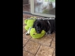 The image has been taken from the viral video shared on Instagram. (Instagram/@charlie_the_golden18) The image has been taken from the viral video shared on Instagram. (Instagram/@charlie_the_golden18)