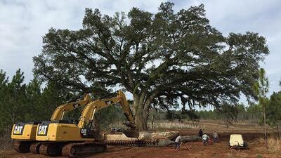 Tree translocation is a process in which the entire tree is uprooted instead of being cut and then replanted at a different location, where it can grow further. (REPRESENTATIVE IMAGE ) Tree translocation is a process in which the entire tree is uprooted instead of being cut and then replanted at a different location, where it can grow further. (REPRESENTATIVE IMAGE )