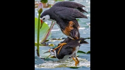 The lotus posture: waterhens balance while mating. (PHOTO: SHAKHAWAT BHUIYAN) The lotus posture: waterhens balance while mating. (PHOTO: SHAKHAWAT BHUIYAN)