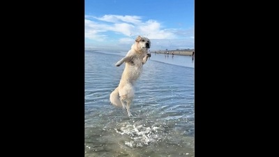 The image from the viral video shows the Golden Retriever dog named Lady. (Instagram/@ladyandtheblues) The image from the viral video shows the Golden Retriever dog named Lady. (Instagram/@ladyandtheblues)