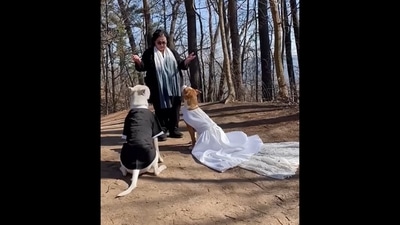 The image, taken from the video posted on Instagram, shows two dogs getting married. (Instagram/@heymynamesluna) The image, taken from the video posted on Instagram, shows two dogs getting married. (Instagram/@heymynamesluna)