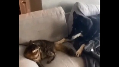 The image, taken from the Reddit video, shows the dog and the cat sitting on a couch. (Reddit/@Bihema)