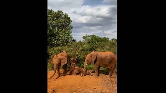 The image, taken from the viral Instagram video, shows the young elephants taking care of an orphaned baby.(Instagram/@sheldricktrust)