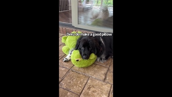 The image has been taken from the viral video shared on Instagram. (Instagram/@charlie_the_golden18) The image has been taken from the viral video shared on Instagram. (Instagram/@charlie_the_golden18)
