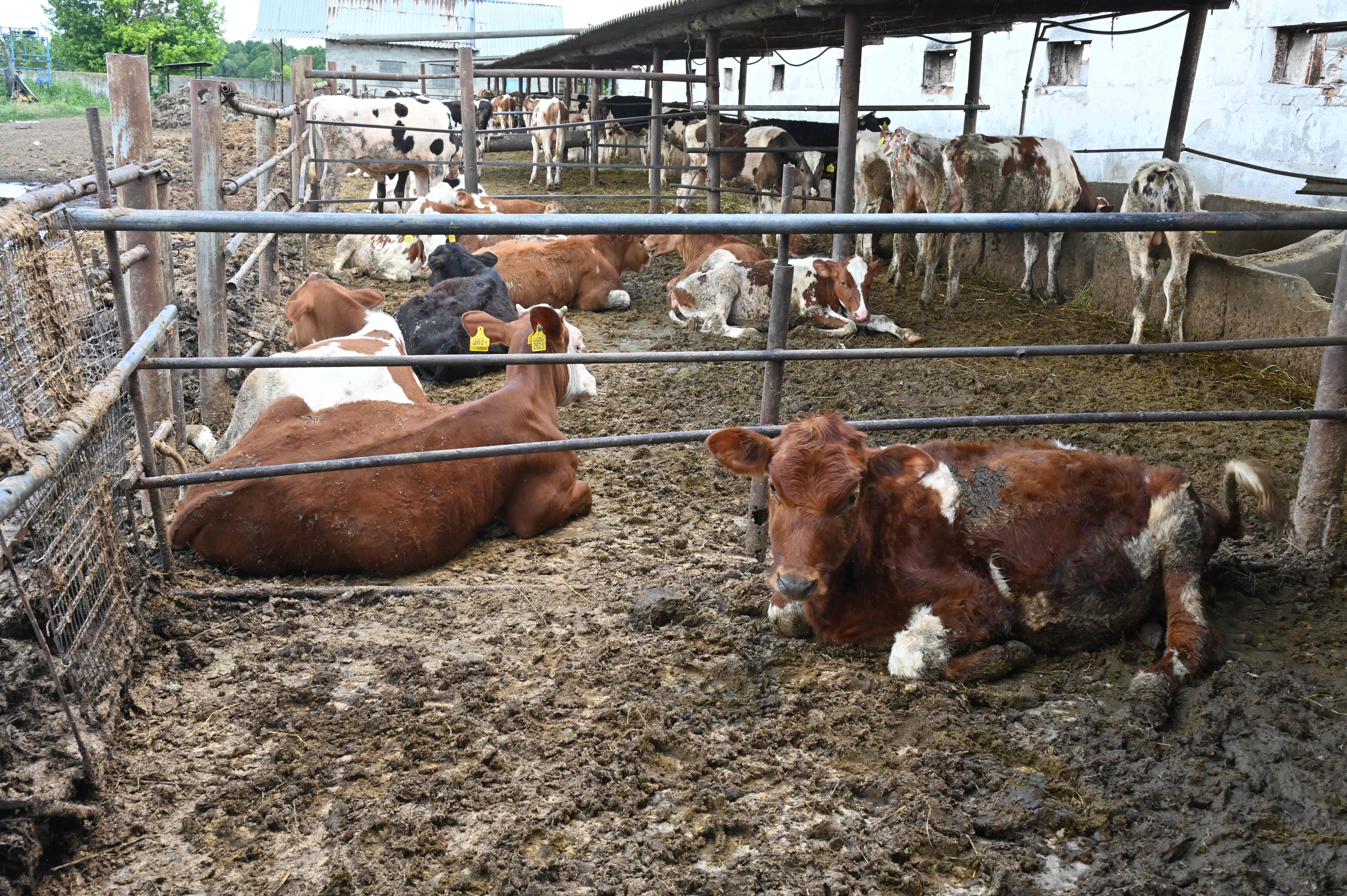 Government figures suggest that 15 percent of the country's livestock have been killed since Russia invaded on February 24. (AFP) Government figures suggest that 15 percent of the country's livestock have been killed since Russia invaded on February 24. (AFP)
