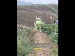 A screengrab of the video posted on Instagram that shows a dog ‘stealing’ a cabbage. (dogsofinstagram/Instagram) A screengrab of the video posted on Instagram that shows a dog ‘stealing’ a cabbage. (dogsofinstagram/Instagram)
