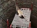 This leopard gets rescued from an open well in the video. (Twitter/@susantananda3)