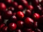 Consuming cranberries enhances memory, curbs bad cholesterol: Study Consuming cranberries enhances memory, curbs bad cholesterol: Study