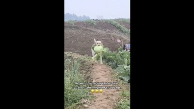 A screengrab of the video posted on Instagram that shows a dog ‘stealing’ a cabbage. (dogsofinstagram/Instagram) A screengrab of the video posted on Instagram that shows a dog ‘stealing’ a cabbage. (dogsofinstagram/Instagram)