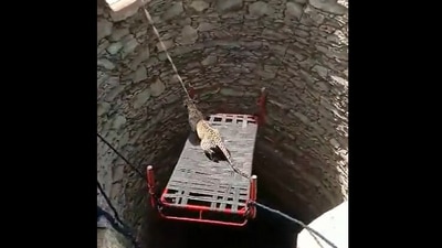 This leopard gets rescued from an open well in the video. (Twitter/@susantananda3) This leopard gets rescued from an open well in the video. (Twitter/@susantananda3)