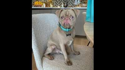 The doggo who got surprised with a birthday cake from his human best friend.&nbsp; (Instagram/@raphael)