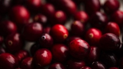 Consuming cranberries enhances memory, curbs bad cholesterol: Study Consuming cranberries enhances memory, curbs bad cholesterol: Study