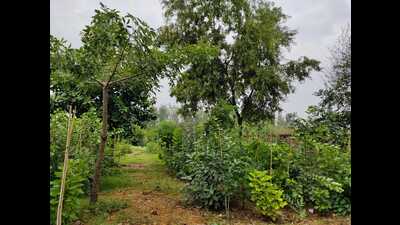 EcoSikh to plant 450 mini forests in Amritsar EcoSikh to plant 450 mini forests in Amritsar