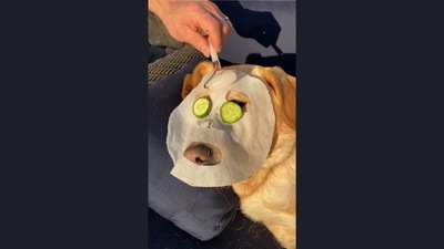 The image shows a Labrador named Magnus getting a spa treatment. (Instagram/@magnusthetherapydog) The image shows a Labrador named Magnus getting a spa treatment. (Instagram/@magnusthetherapydog)
