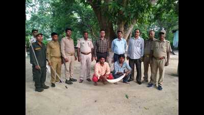 The poachers with the elephant-tusk in custody of Dudhwa forest officials on Sunday. (HT)