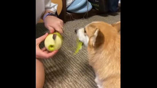 The Corgi dog deals with apple peels quite effectively.&nbsp;(Instagram/@corgi_essi)