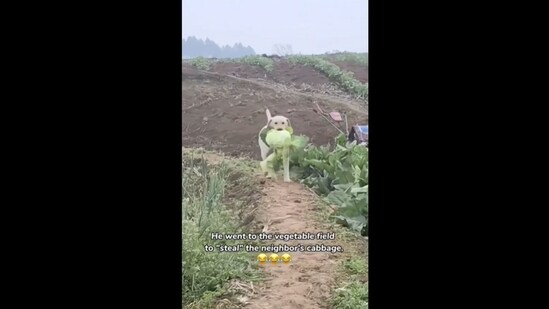 A screengrab of the video posted on Instagram that shows a dog ‘stealing’ a cabbage.&nbsp;(dogsofinstagram/Instagram)