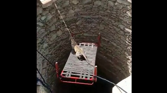 This leopard gets rescued from an open well in the video.&nbsp;(Twitter/@susantananda3)