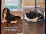 The dog tried to squeeze into his toy box that he had since he was a puppy. (dogsofinstagram/Instagram) The dog tried to squeeze into his toy box that he had since he was a puppy. (dogsofinstagram/Instagram)